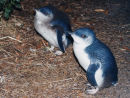 Fairy Penguins